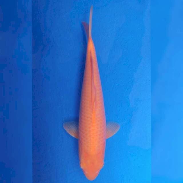 Ikarashi Karashi