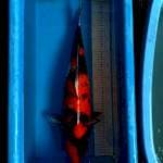 Hishowa Female 60cm