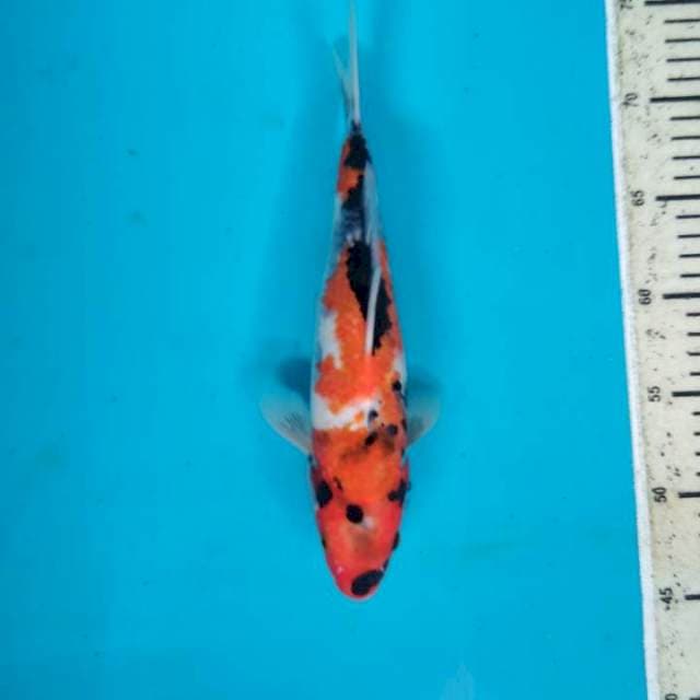 Showa 26cm