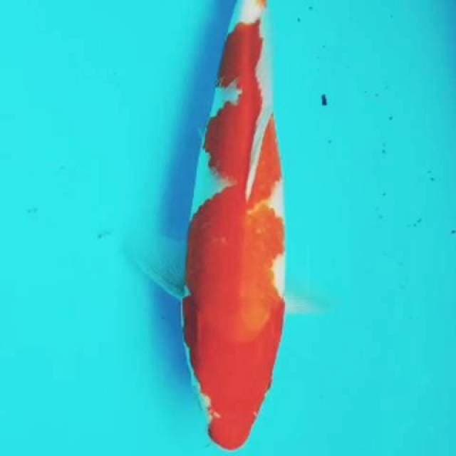 Kohaku 26cm Ori