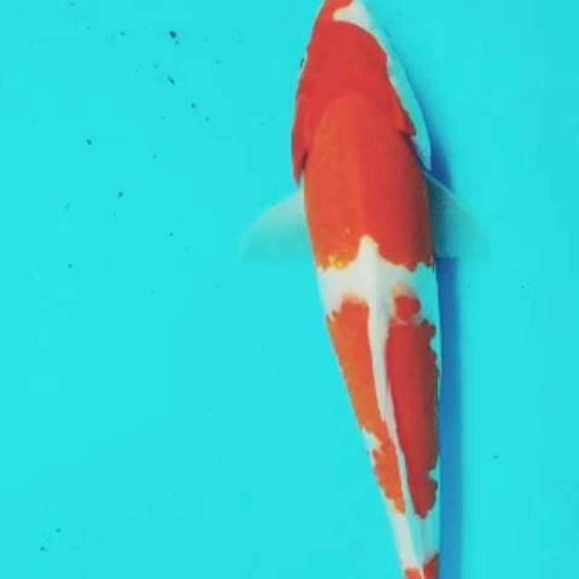 Kohaku 29cm Ori