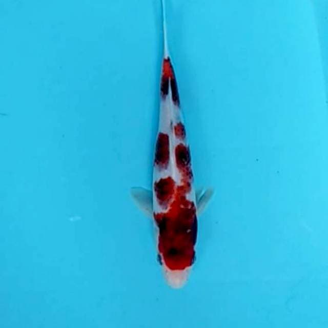 Goromo