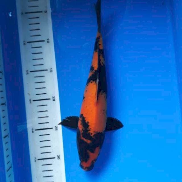 Utsuri 28cm 