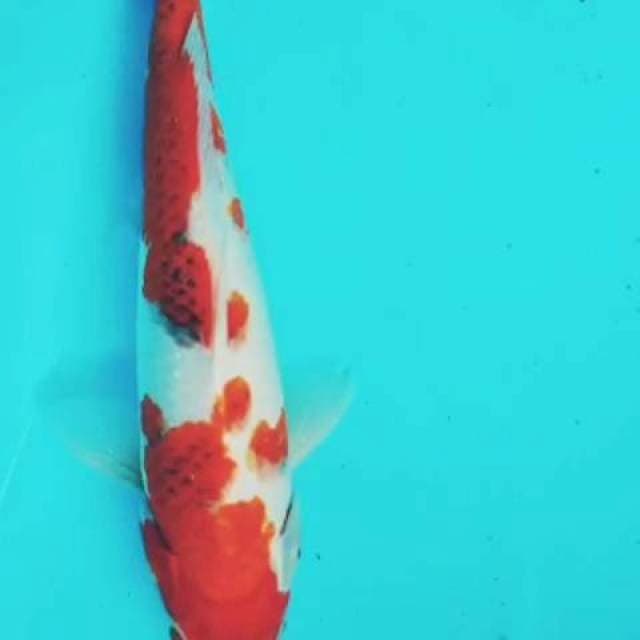 Ai goromo 29cm Ori