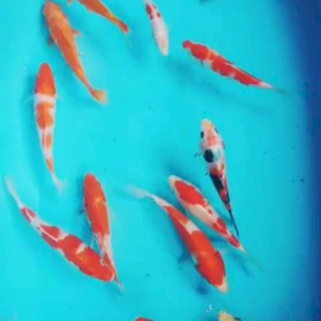 Mix kohaku sanke 15BU/18cm.Jmlh 20 ekr