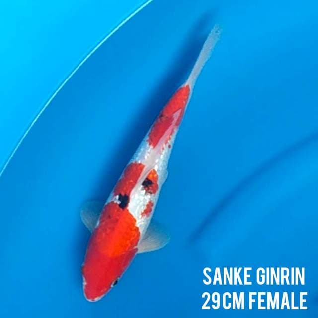 Sanke ginrin merah strong 29