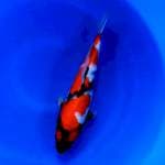 Showa female 35cm