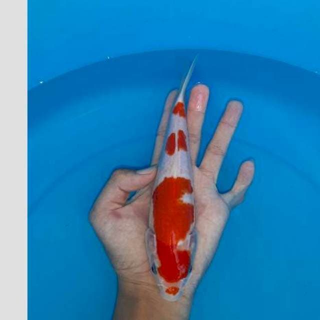 Kohaku merah pekad super skin 30bu