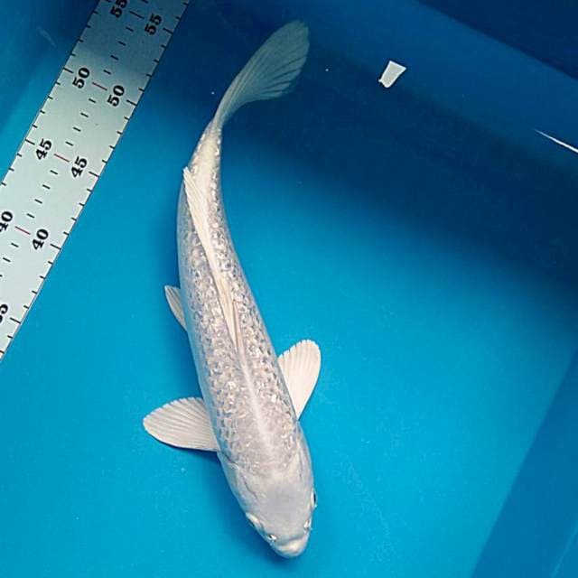Platinum ginrin 35cm male