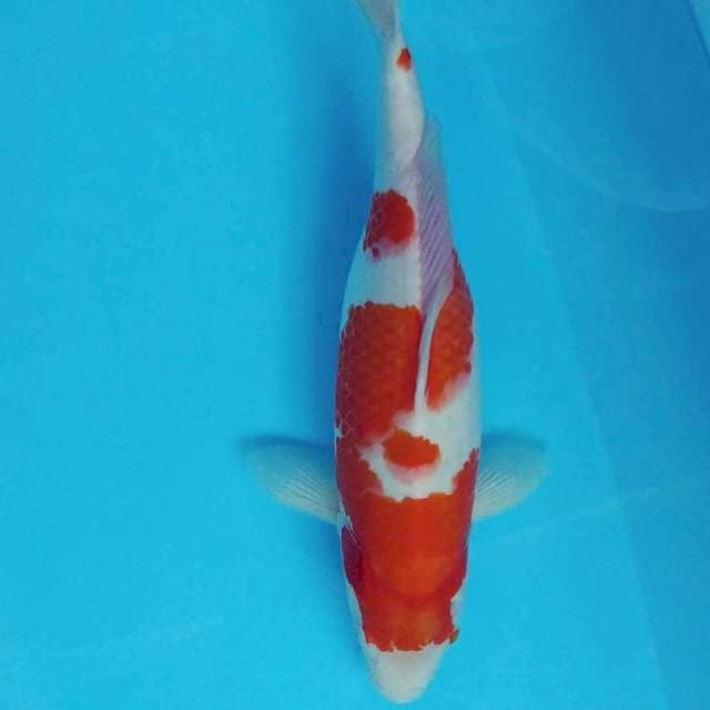 Kohaku 38cm