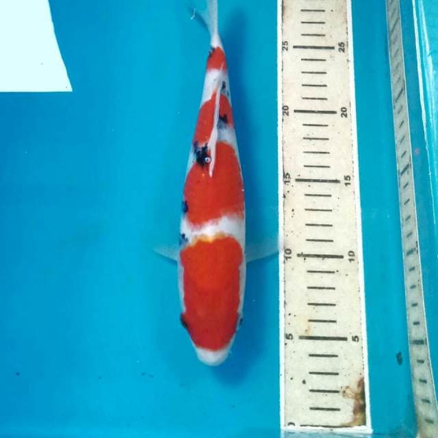 Sanke, 26 cm