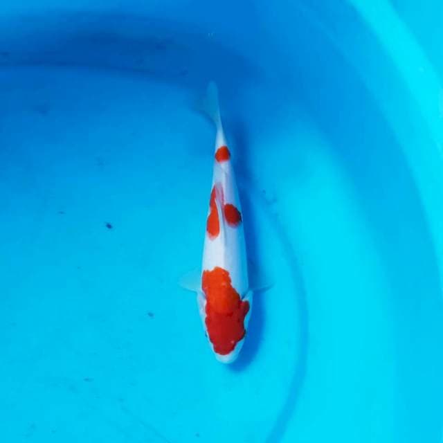 Kohaku 21 cm