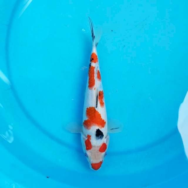 Sanke 24 cm