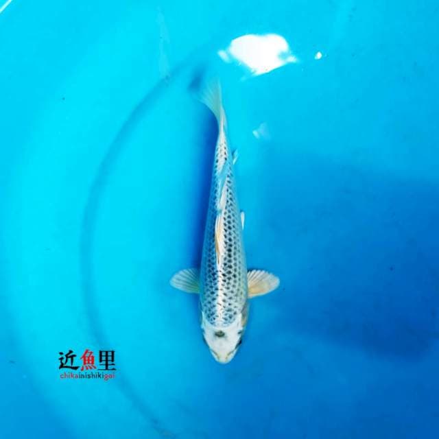 Matsuba 25 cm