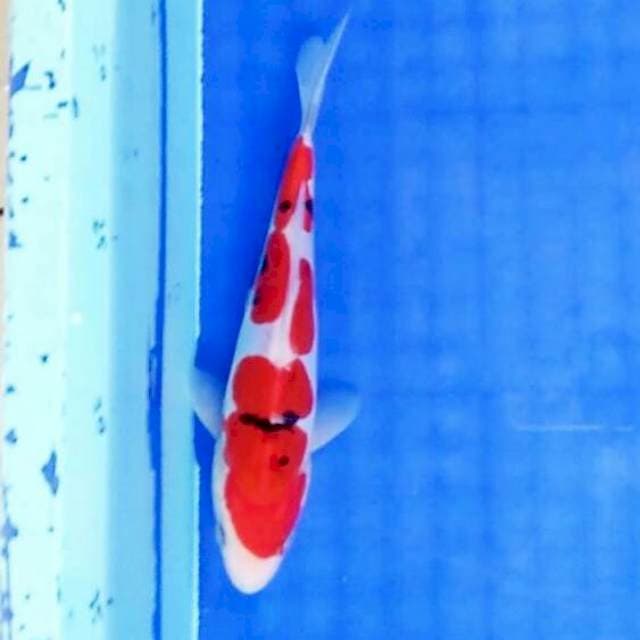 Sanke tatesita. Doitsu murni 20cm