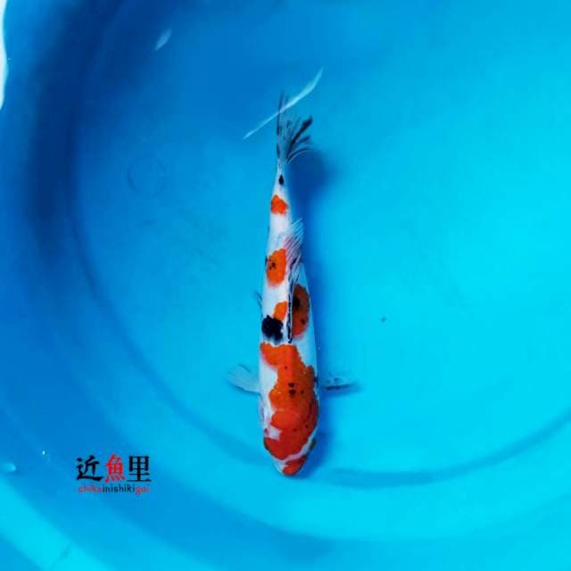 Sanke 26 cm