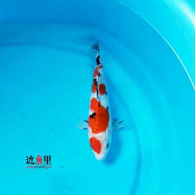 Sanke 25 cm