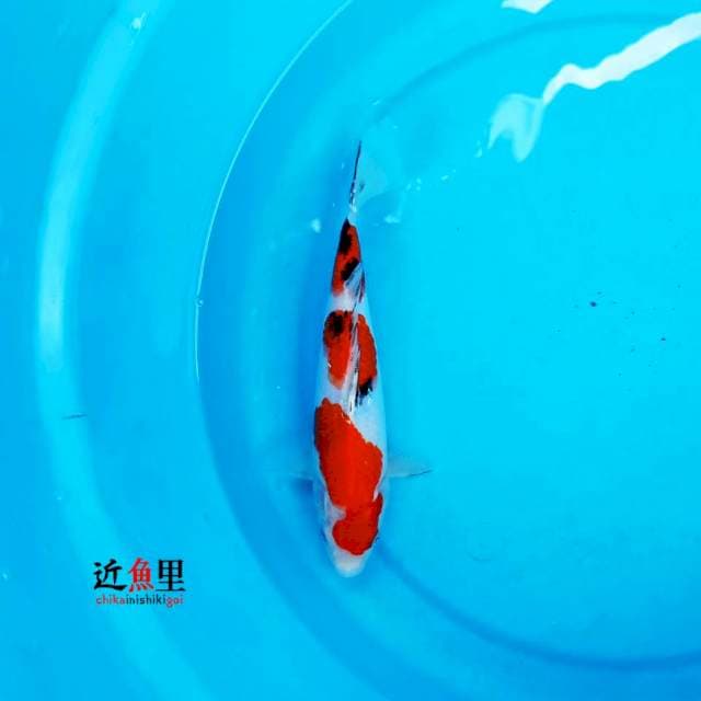 Sandan Sanke 24 cm