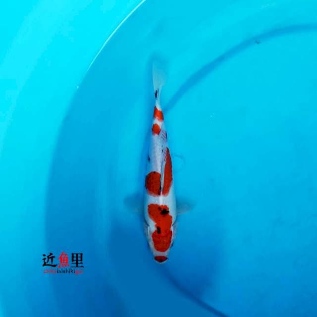 Kuchibeni Sanke 24 cm