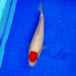 Tancho sanke 25cm. Original 