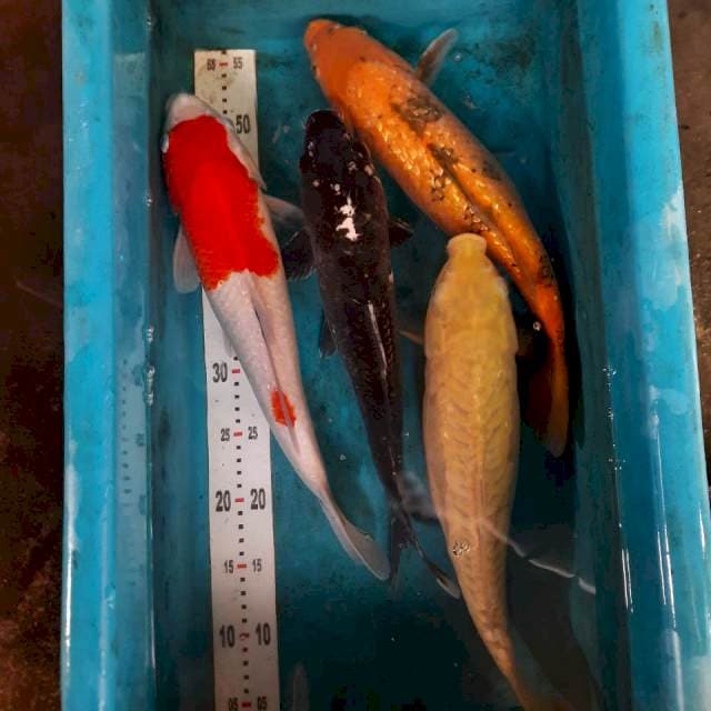 Mix 4 ekor 40bu