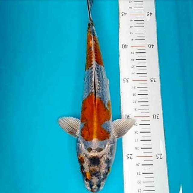 Beni kiko 27cm