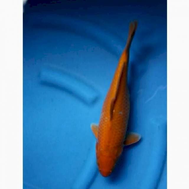 Cagoi karamel penjinak kolam 35cm