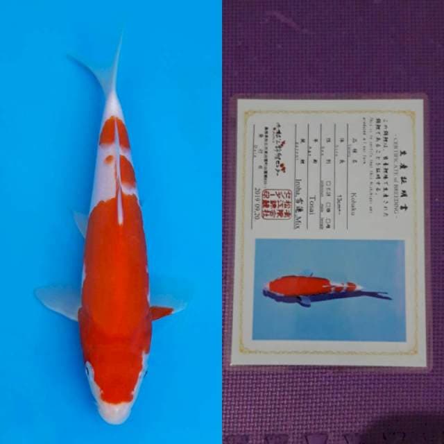 Matsue kohaku 22cm certy