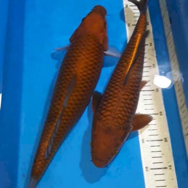 SEPASANG CHAGOI TEMBAGA 36&41 CM