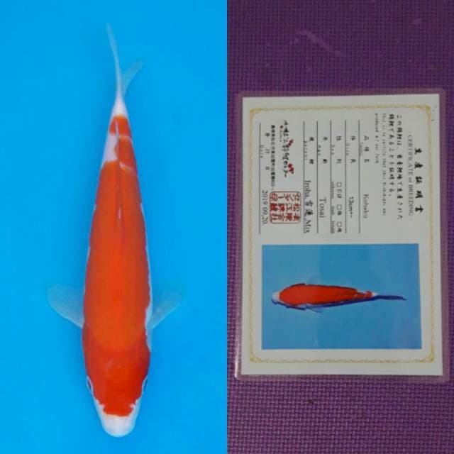 Matsue kohaku 18cm certy