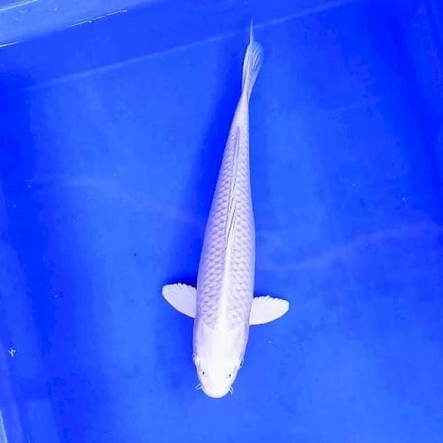 PLATINUM # 33CM