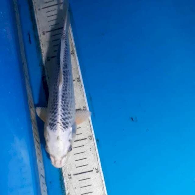 Gin Matsuba 27 cm
