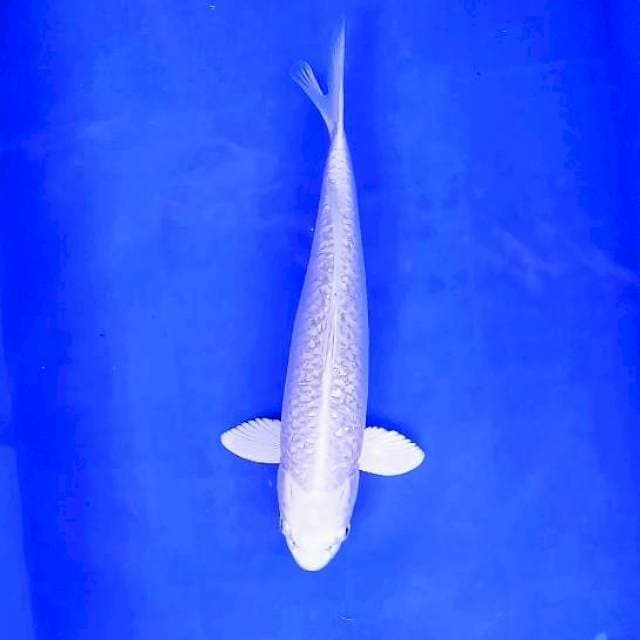 PLATINUM GINRIN # 32CM