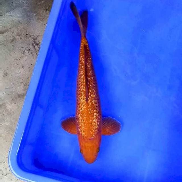 CHAGOI TEMBAGA GINRIN # 40CM