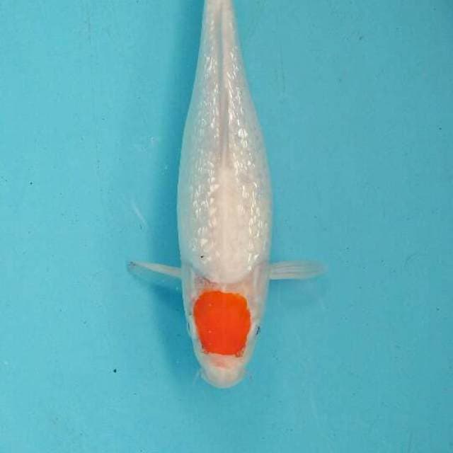 tanco kohaku gindrin