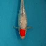 tanco kohaku gindrin