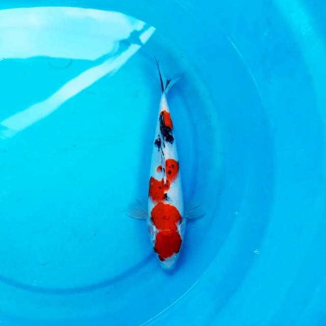 Sanke 27cm