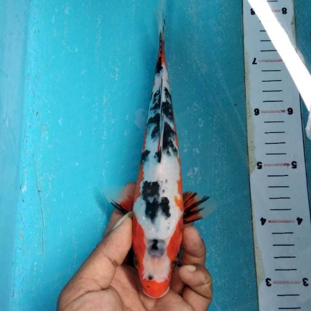 Showa antik 26cm