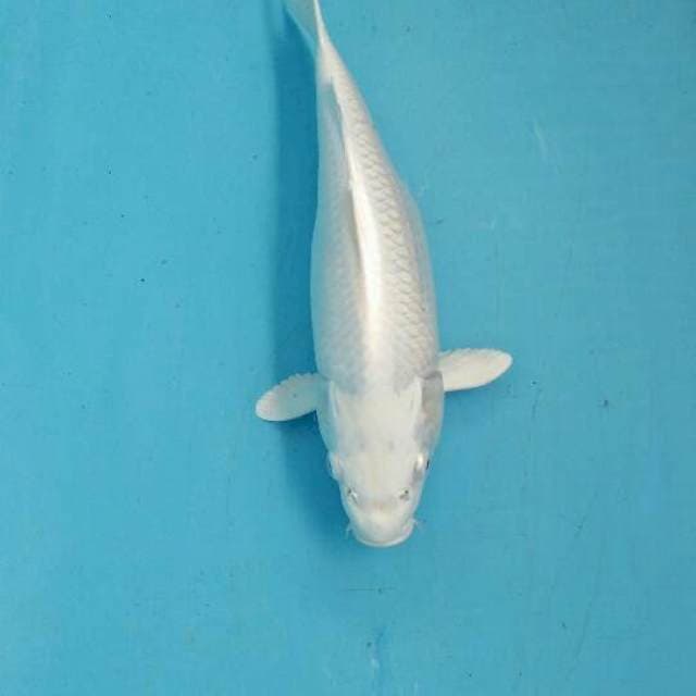 paltinum