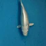 paltinum