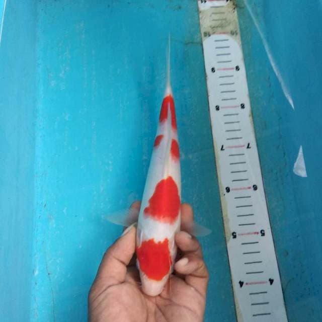 Maruten Kohaku 28cm