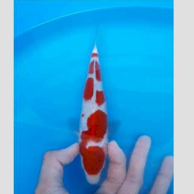 Kohaku istimewa koleksi super