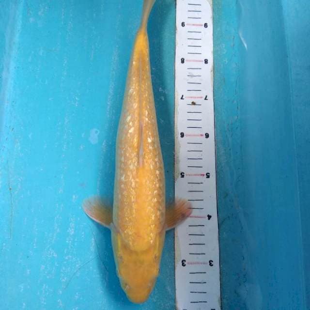 Karasi ginrin mata merah 38cm