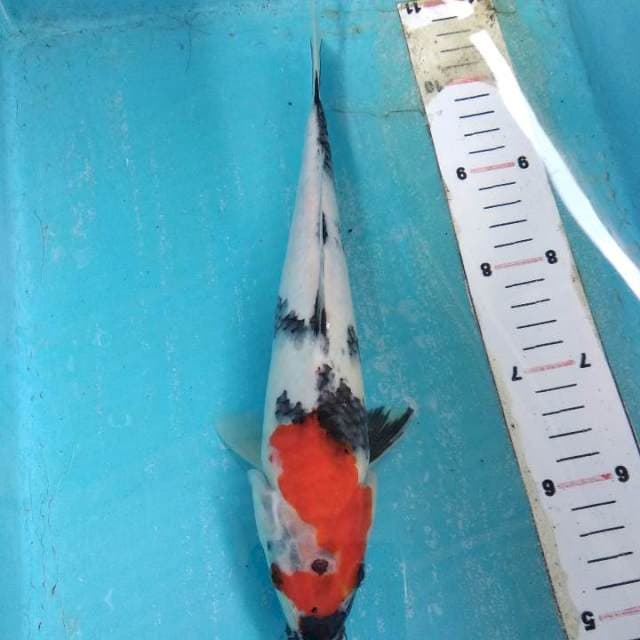 Showa 29cm