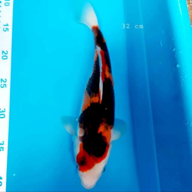 Inazuma 32cm