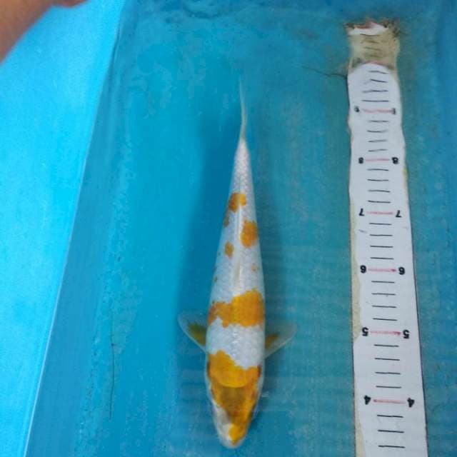 Ghosiki 27cm