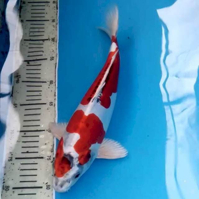 Beni Kiko Ori 37 cm Male