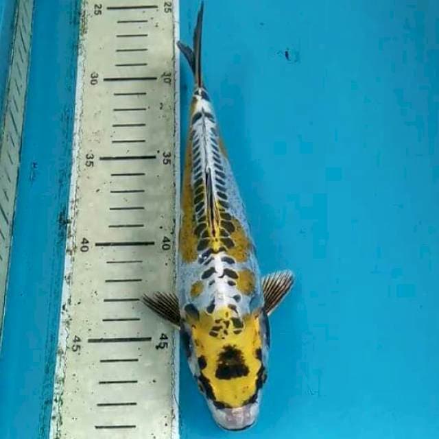 1.1
