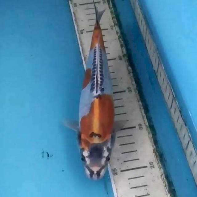1.4
