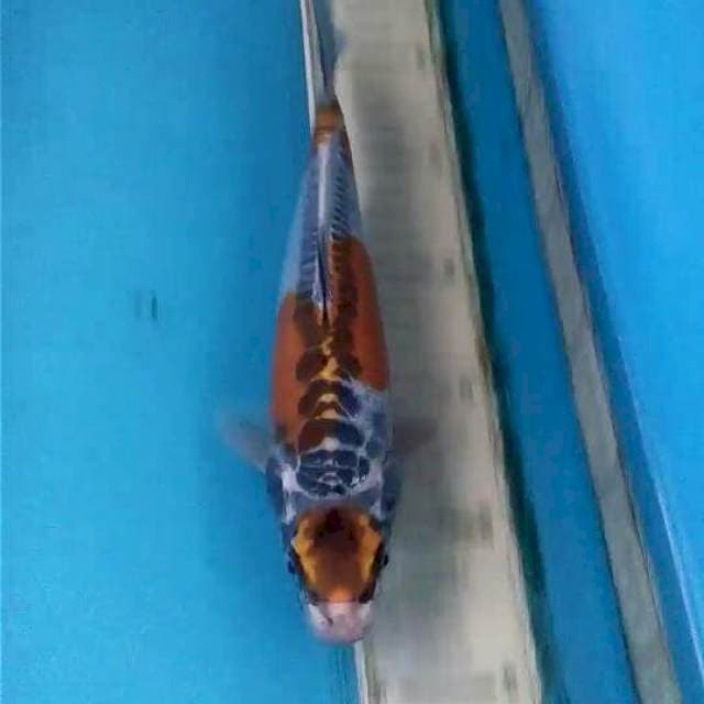 1.5